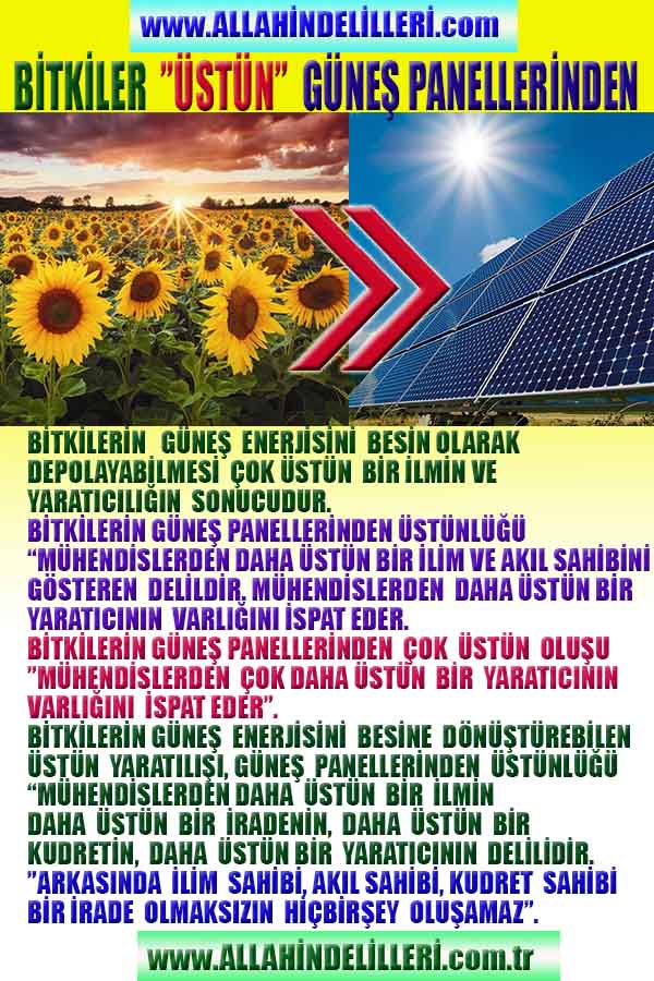 bitkiler güneş panellerinden daha üstündür