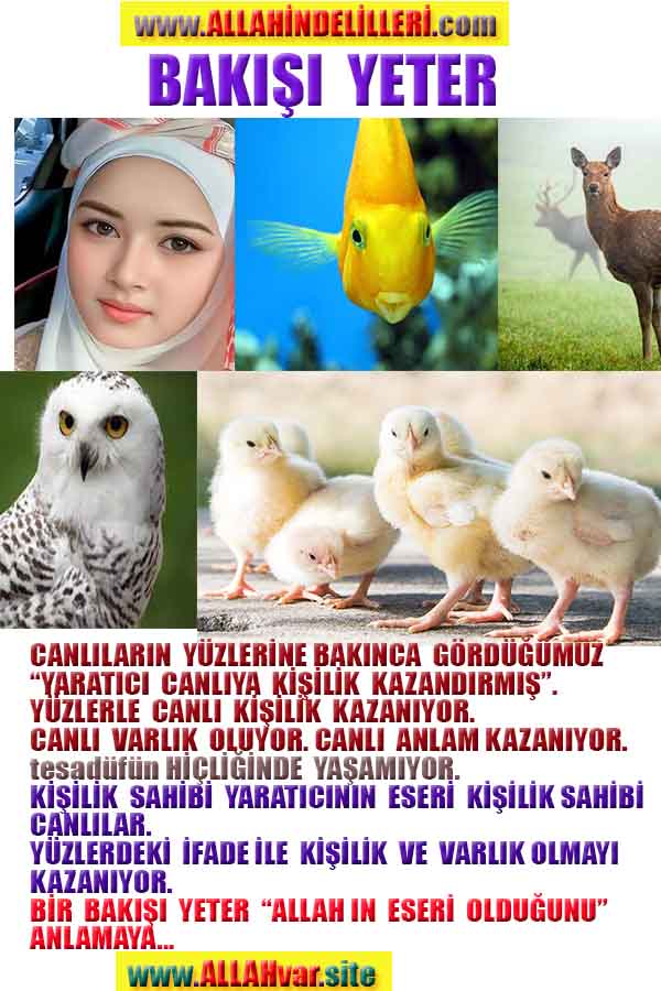 allahin varliginin delilleri, allahin delilleri