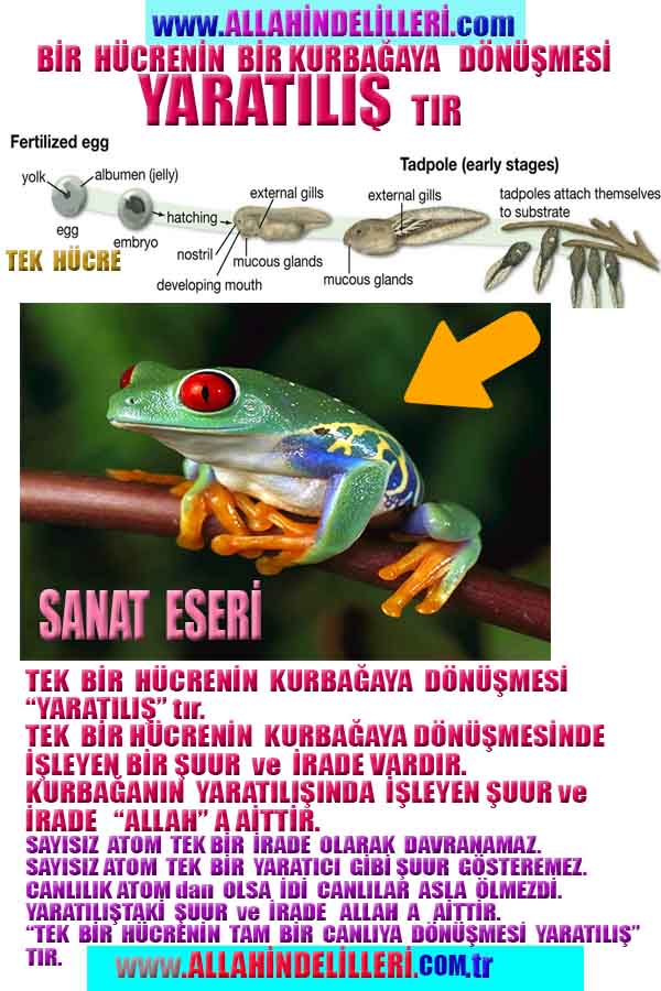 allahin varliginin delilleri, allahin delilleri