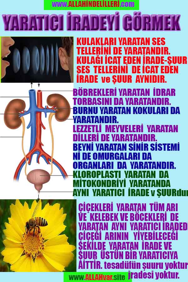 allahin delilleri, yaratiliş delilleri