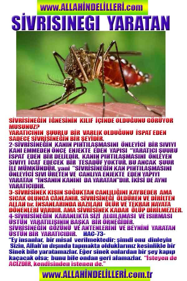 allahin delilleri, yaratiliş delilleri