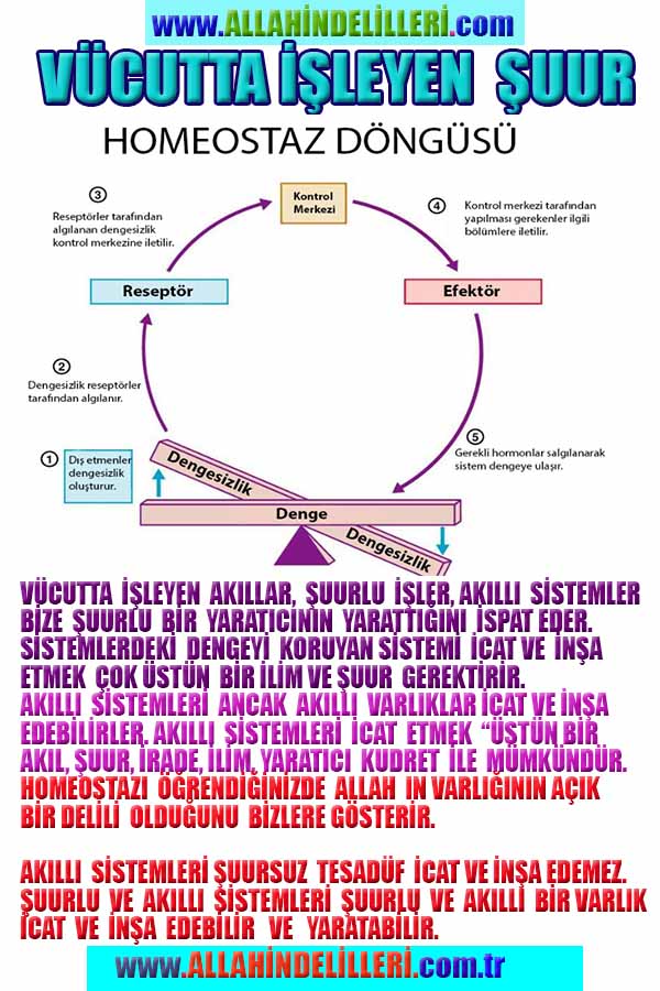 allahin delilleri, yaratiliş delilleri
