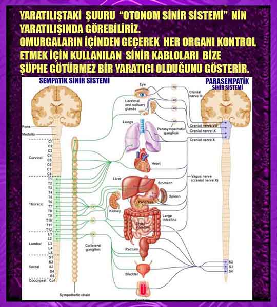 allahin delilleri, yaratiliş delilleri