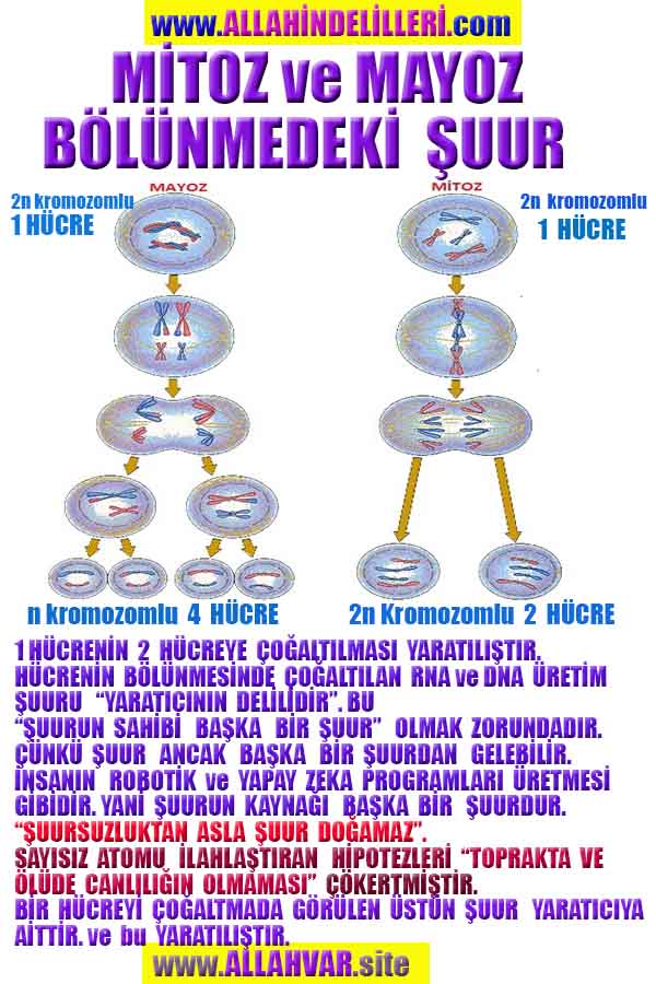 allahin delilleri, yaratiliş delilleri