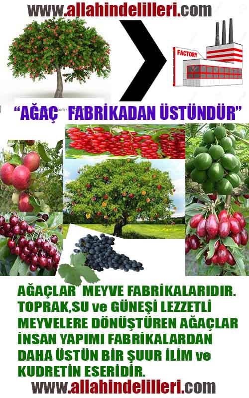 allahin varliginin delilleri, allahin delilleri