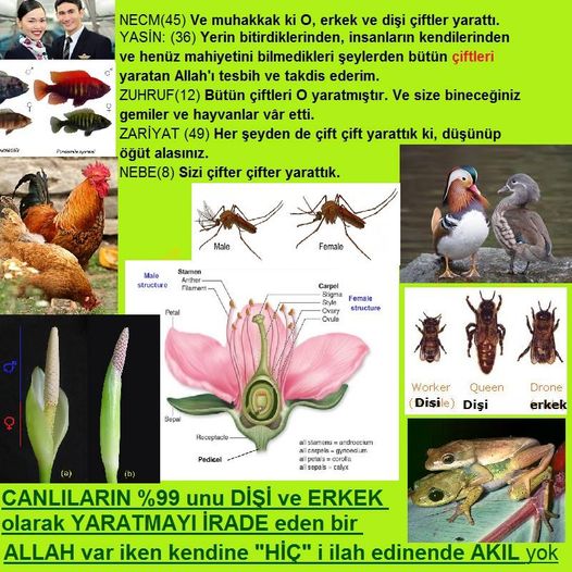 allahin delilleri, yaratiliş delilleri