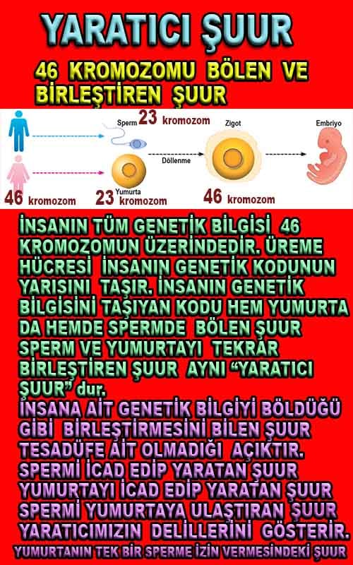 allahin delilleri, yaratiliş delilleri